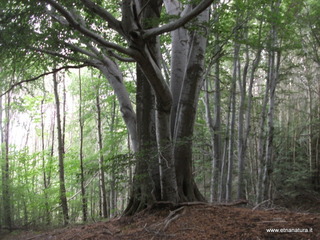 Faggio monte Pomiciaro